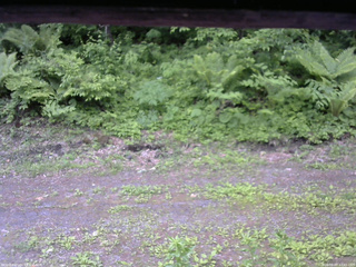 長野県菅平高原 ゆたか山荘 東側(坂下) 2026/06/07 12:45