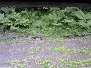 長野県菅平高原 ゆたか山荘 東側(坂下) 2026/06/07 13:15