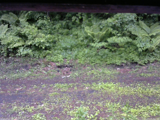 長野県菅平高原 ゆたか山荘 東側(坂下) 2026/06/07 18:00
