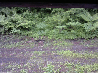 長野県菅平高原 ゆたか山荘 東側(坂下) 2026/06/08 05:15