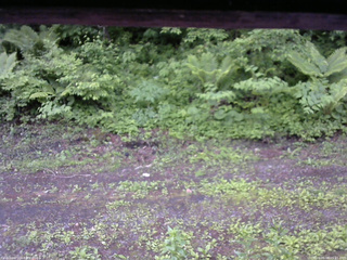 長野県菅平高原 ゆたか山荘 東側(坂下) 2026/06/08 05:45