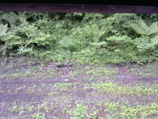 長野県菅平高原 ゆたか山荘 東側(坂下) 2026/06/08 06:30