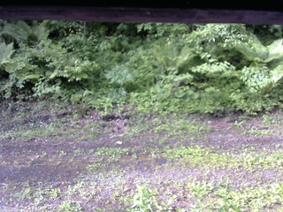 長野県菅平高原 ゆたか山荘 東側(坂下) 2026/06/08 07:00