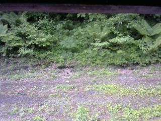 長野県菅平高原 ゆたか山荘 東側(坂下) 2026/06/08 07:45
