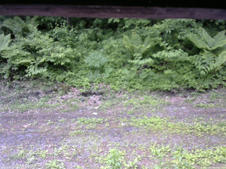 長野県菅平高原 ゆたか山荘 東側(坂下) 2026/06/08 08:45
