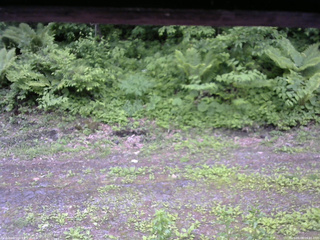 長野県菅平高原 ゆたか山荘 東側(坂下) 2026/06/08 09:45