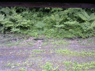 長野県菅平高原 ゆたか山荘 東側(坂下) 2026/06/08 10:00