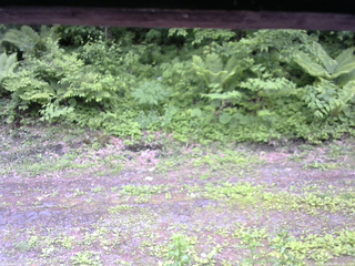 長野県菅平高原 ゆたか山荘 東側(坂下) 2026/06/08 11:15