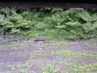 長野県菅平高原 ゆたか山荘 東側(坂下) 2026/06/08 11:30