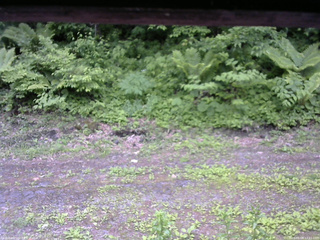長野県菅平高原 ゆたか山荘 東側(坂下) 2026/06/08 12:15