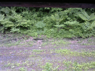長野県菅平高原 ゆたか山荘 東側(坂下) 2026/06/08 12:45
