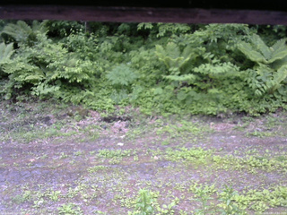 長野県菅平高原 ゆたか山荘 東側(坂下) 2026/06/08 13:00
