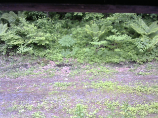 長野県菅平高原 ゆたか山荘 東側(坂下) 2026/06/08 13:15
