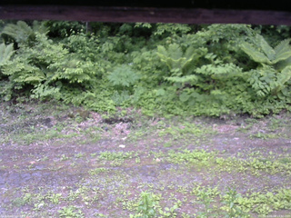 長野県菅平高原 ゆたか山荘 東側(坂下) 2026/06/08 13:30