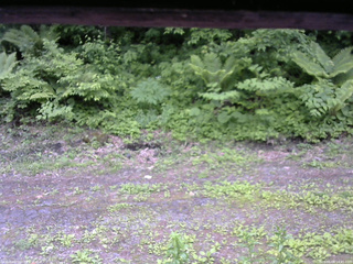 長野県菅平高原 ゆたか山荘 東側(坂下) 2026/06/08 14:45