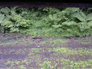長野県菅平高原 ゆたか山荘 東側(坂下) 2026/06/08 17:00