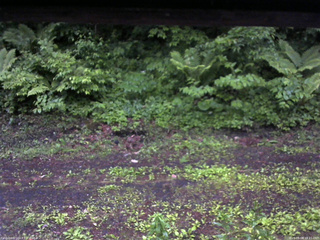 長野県菅平高原 ゆたか山荘 東側(坂下) 2026/06/08 18:15