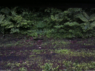 長野県菅平高原 ゆたか山荘 東側(坂下) 2026/06/08 18:45