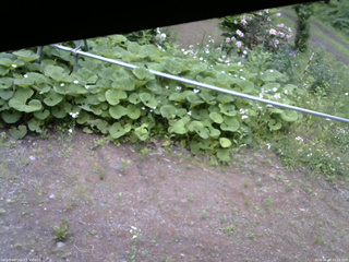 長野県菅平高原 ゆたか山荘 駐車場 2026/06/08 10:15