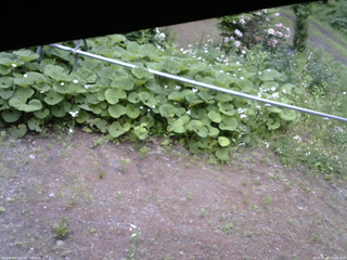 長野県菅平高原 ゆたか山荘 駐車場 2026/06/08 10:45