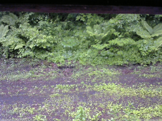 長野県菅平高原 ゆたか山荘 東側(坂下) 2026/06/09 07:30