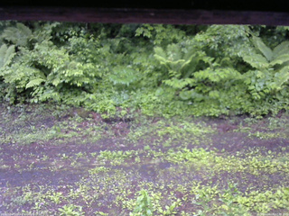 長野県菅平高原 ゆたか山荘 東側(坂下) 2026/06/09 07:45