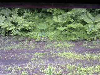 長野県菅平高原 ゆたか山荘 東側(坂下) 2026/06/09 08:45
