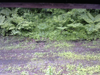 長野県菅平高原 ゆたか山荘 東側(坂下) 2026/06/09 09:15