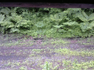 長野県菅平高原 ゆたか山荘 東側(坂下) 2026/06/09 10:00
