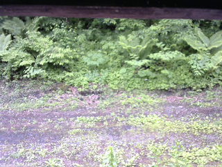 長野県菅平高原 ゆたか山荘 東側(坂下) 2026/06/09 10:45