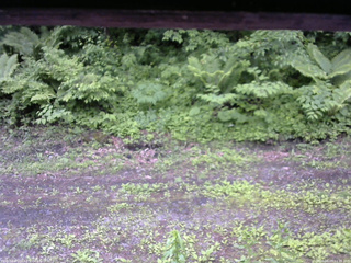 長野県菅平高原 ゆたか山荘 東側(坂下) 2026/06/09 11:15