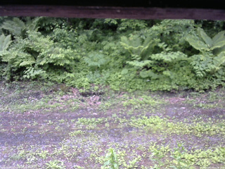 長野県菅平高原 ゆたか山荘 東側(坂下) 2026/06/09 11:30