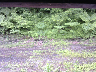 長野県菅平高原 ゆたか山荘 東側(坂下) 2026/06/09 11:45