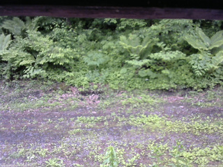 長野県菅平高原 ゆたか山荘 東側(坂下) 2026/06/09 12:00