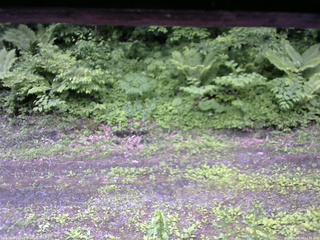 長野県菅平高原 ゆたか山荘 東側(坂下) 2026/06/09 12:15
