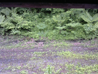 長野県菅平高原 ゆたか山荘 東側(坂下) 2026/06/09 12:30