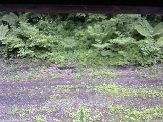 長野県菅平高原 ゆたか山荘 東側(坂下) 2026/06/09 12:45