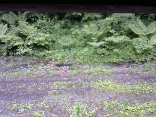 長野県菅平高原 ゆたか山荘 東側(坂下) 2026/06/09 13:00