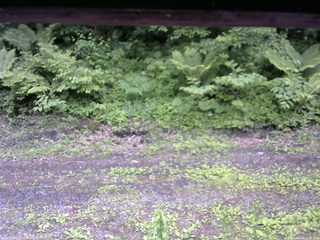 長野県菅平高原 ゆたか山荘 東側(坂下) 2026/06/09 13:30