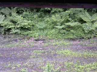 長野県菅平高原 ゆたか山荘 東側(坂下) 2026/06/09 13:45