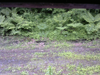 長野県菅平高原 ゆたか山荘 東側(坂下) 2026/06/09 14:00