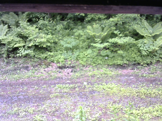 長野県菅平高原 ゆたか山荘 東側(坂下) 2026/06/09 14:30