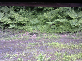 長野県菅平高原 ゆたか山荘 東側(坂下) 2026/06/09 14:45