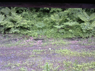 長野県菅平高原 ゆたか山荘 東側(坂下) 2026/06/09 15:15