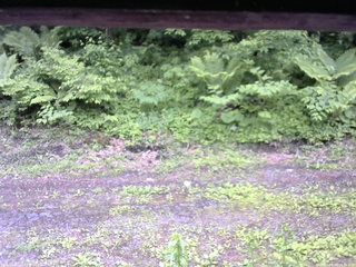 長野県菅平高原 ゆたか山荘 東側(坂下) 2026/06/09 16:00