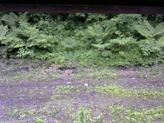 長野県菅平高原 ゆたか山荘 東側(坂下) 2026/06/09 16:45