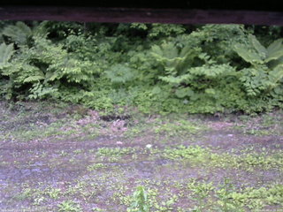 長野県菅平高原 ゆたか山荘 東側(坂下) 2026/06/09 17:15