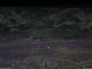 長野県菅平高原 ゆたか山荘 東側(坂下) 2026/06/09 19:00