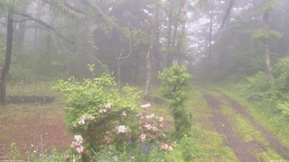 長野県菅平高原 ゆたか山荘 坂上 2026/06/09 06:15