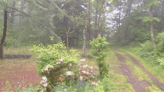 長野県菅平高原 ゆたか山荘 坂上 2026/06/09 06:30
